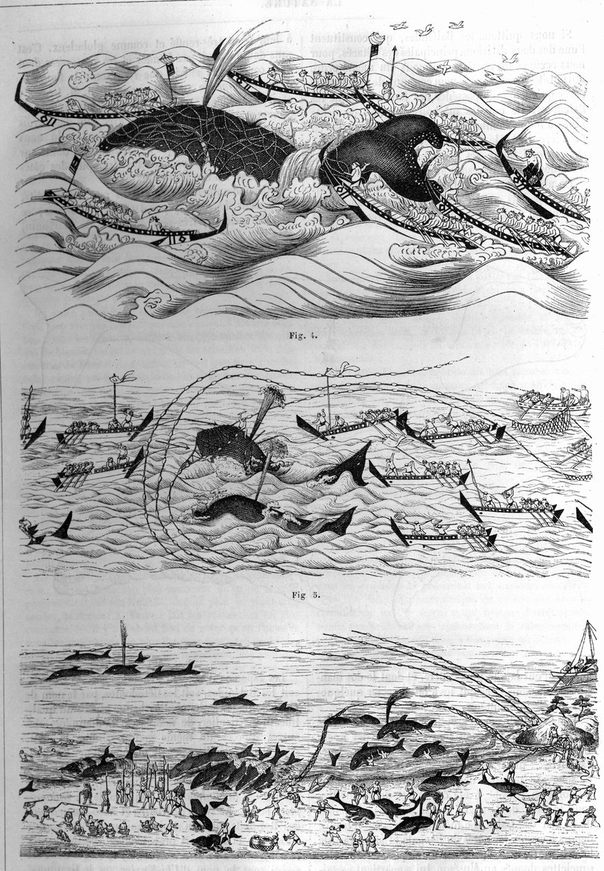 Técnicas de pesca desta espécie no Japão. Amostra de desenhos enviados pelo Governo do Japão. Gravura em "La Nature: Revue des sciences et de leurs applications aux arts et a l