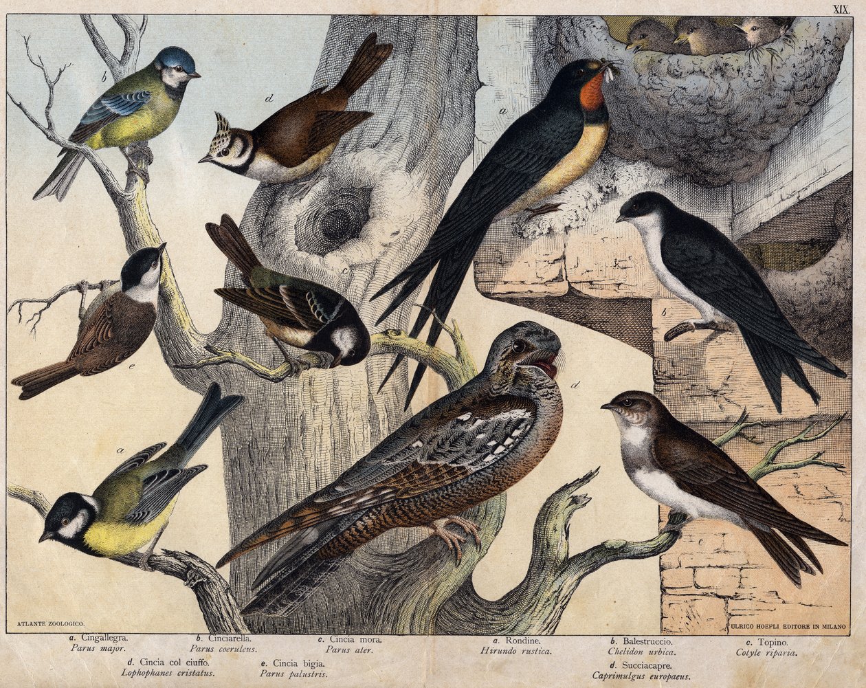 Os 5 pássaros da esquerda... a: Andorinha-do-mar (Parus major), b: Olhos azuis (Parus coreulus), c: Pêlo negro (Parus ater), d: Olhos pretos (Lopophanes cristatus), e: Olhos pretos (Parus palustris) Os 4 pássaros da direita a: Andorinha-d