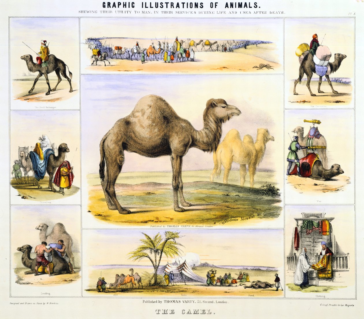 O Camelo: utilizado para o transporte: leite: carne: tecido. Litografia colorida à mão por Waterhouse Hawkins, criador dos animais pré-históricos para a exposição do Palácio de Cristal de 1851. De Graphic Illustrations of Animals and Their Utility to Man ( de Unknown artist