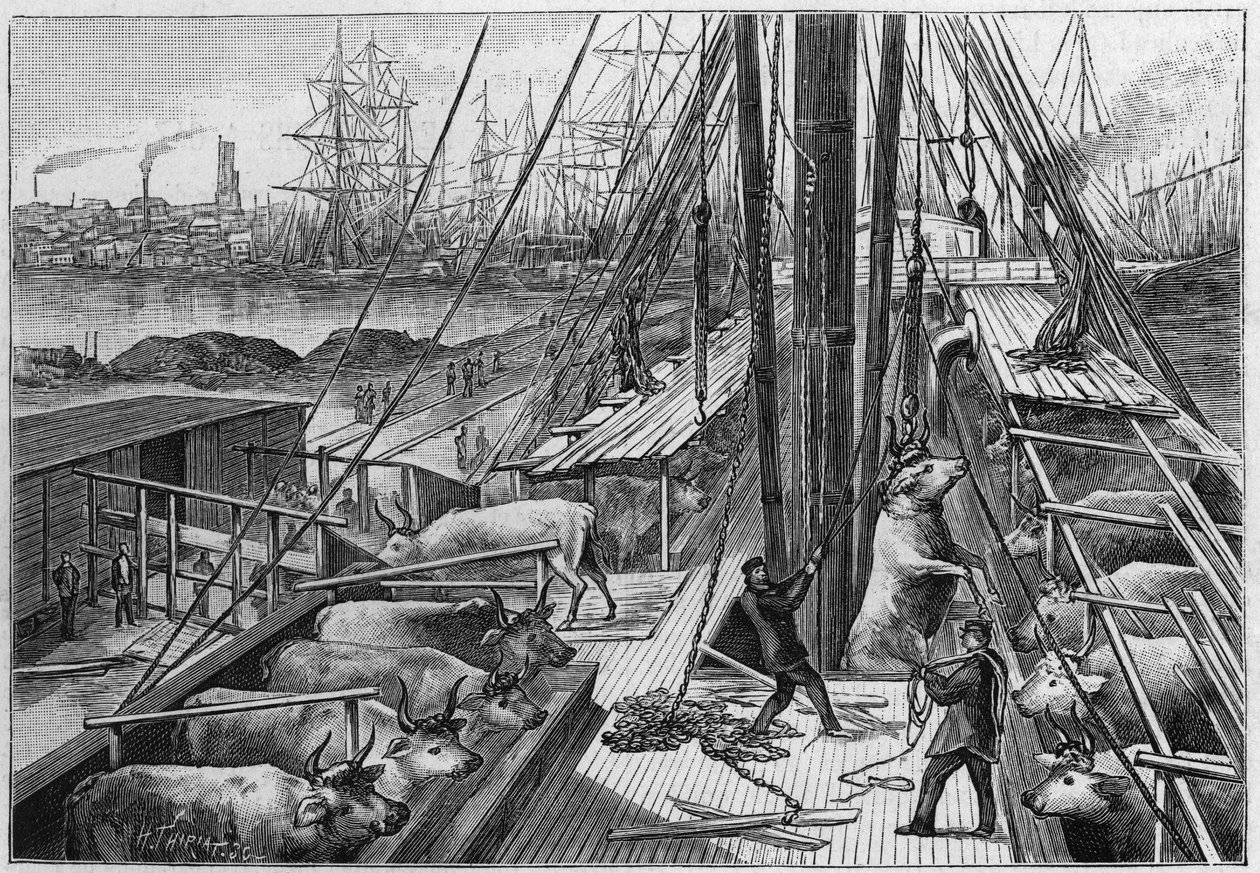 O vapor inglês "Bellenden", transportando 90 bois da Argentina, chegou ao porto de Dunquerque no dia 18 de janeiro. de Unknown artist