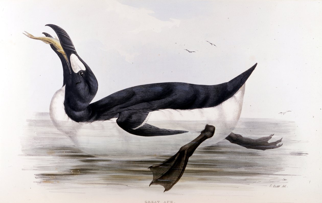 The Giant Penguin (Alca Impennis) - in The Birds of Europe" de John Gould, Londres de Unknown artist
