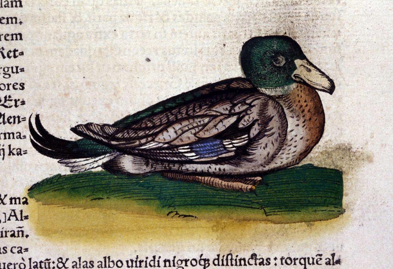 O Harle in Historia Animalium de Conrad Gesner (1516 - 1565), Tiguri de Unknown artist