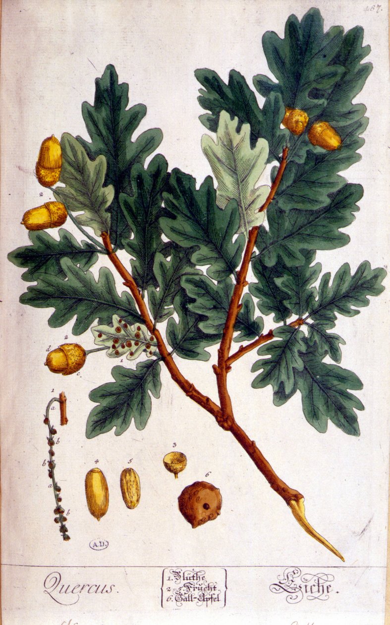 O Carvalho (Quercus) - tábua botânica de Unknown artist