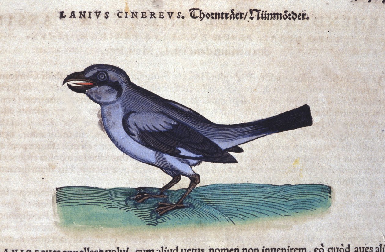 O Grito em Historia Animalium de Conrad Gesner (1516-1565), Tiguri de Unknown artist