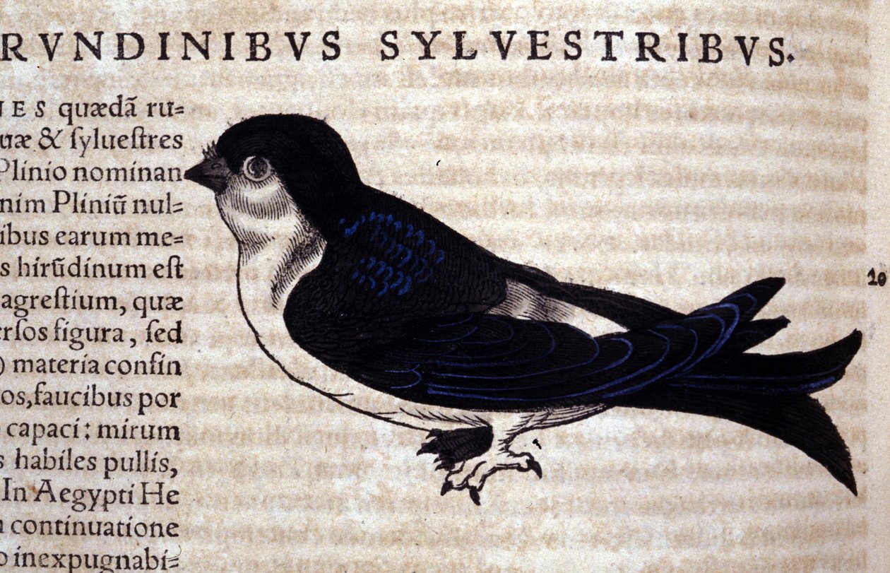 O Swift in Historia Animalium de Conrad Gesner (1516 - 1565), Tiguri de Unknown artist