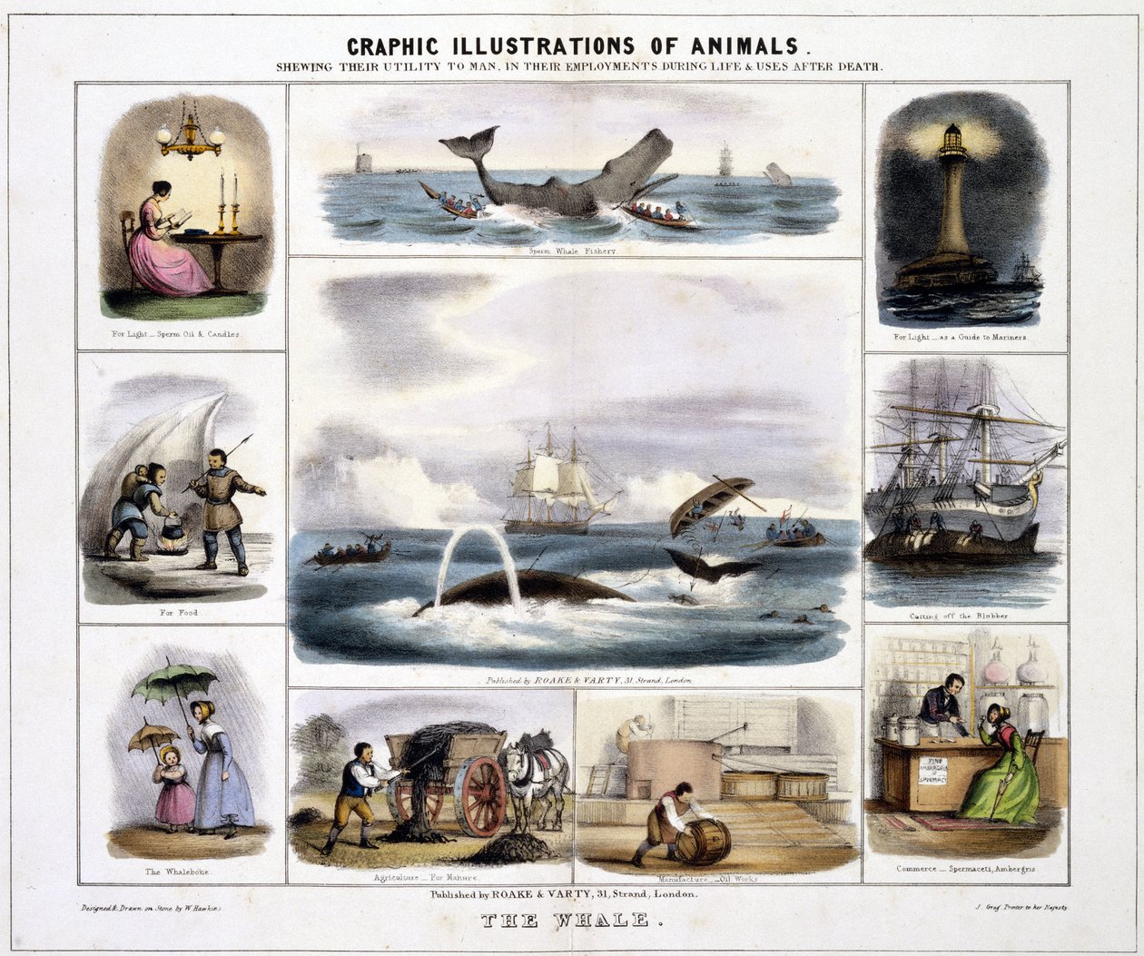 A Baleia", c 1845 de Unknown artist