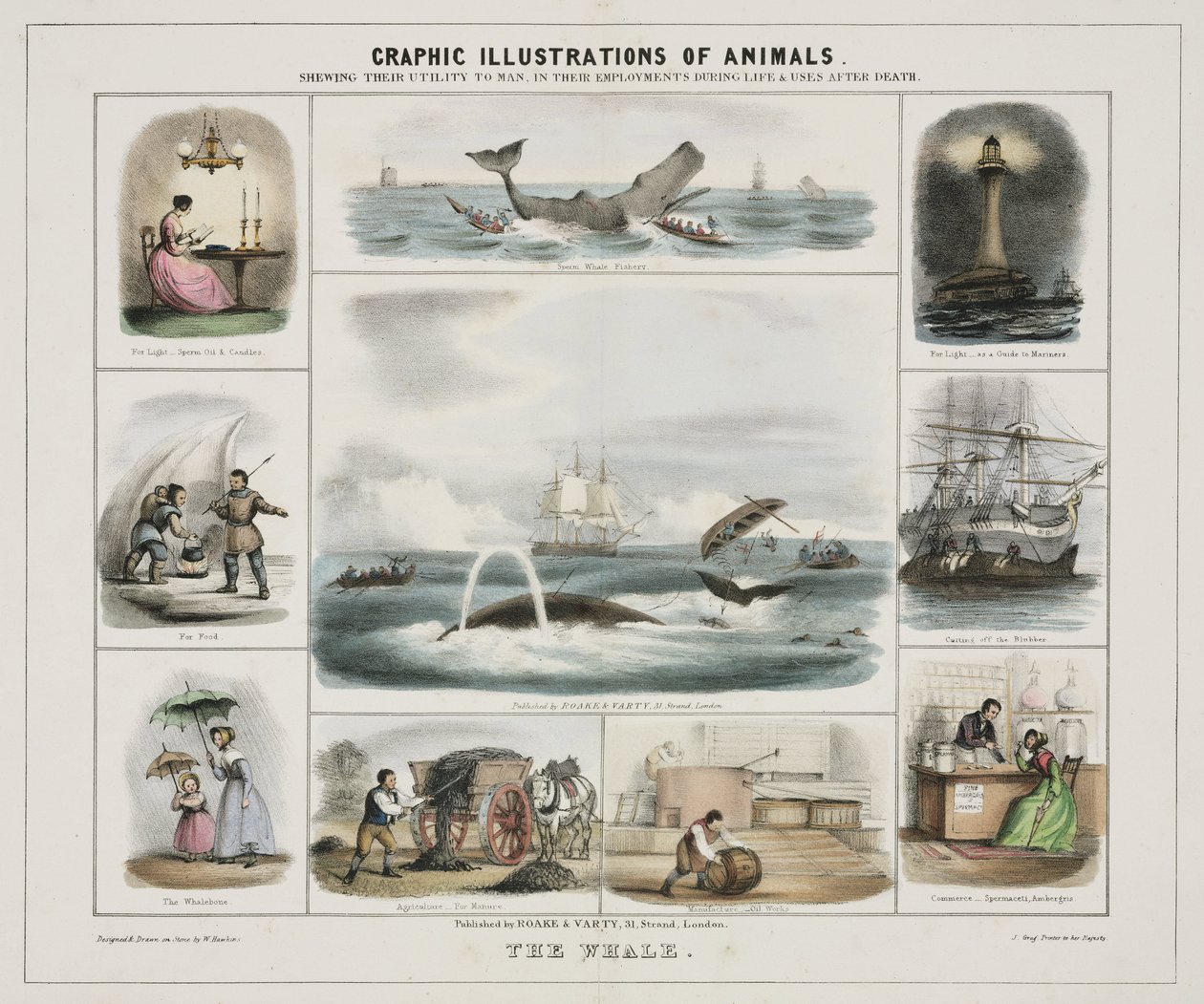 "A Baleia", c 1845 de Unknown artist