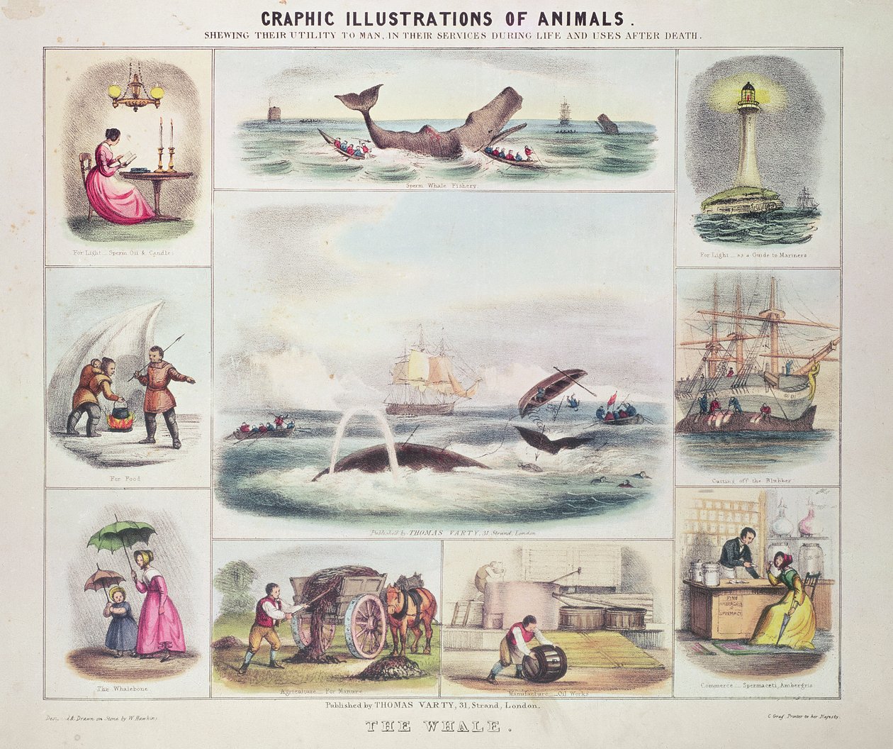 A baleia, de Graphic Illustrations of Animals, desenhada e gravada por W. Hawkins, pub. por Thomas Varty (gravura) de Unknown artist