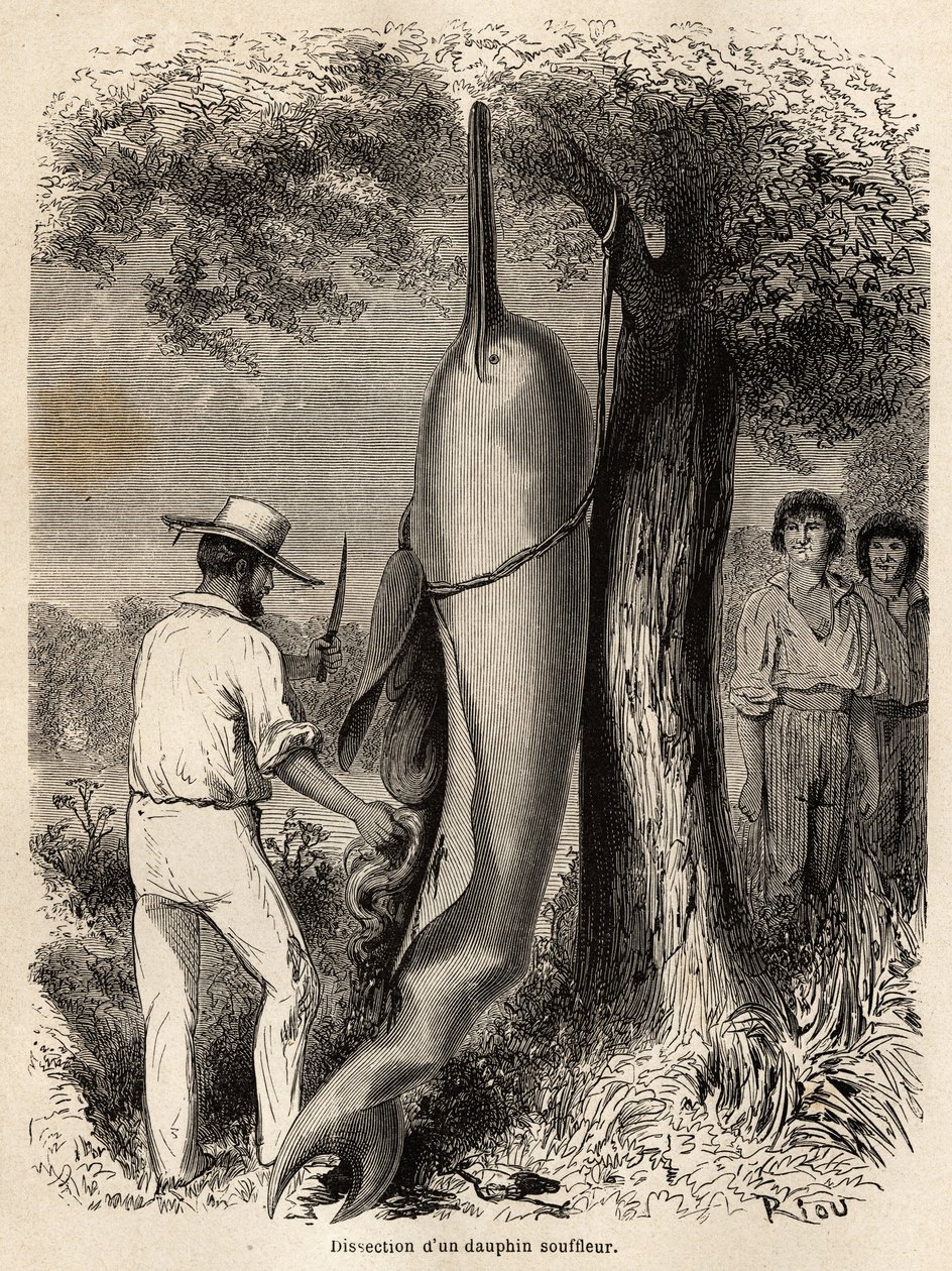 A dissecação do autor de um golfinho soprador (golfinho de água doce) observado por dois índios Perou Cocama, que arpoaram o animal. Gravura para ilustrar a viagem do Oceano Pacífico ao L