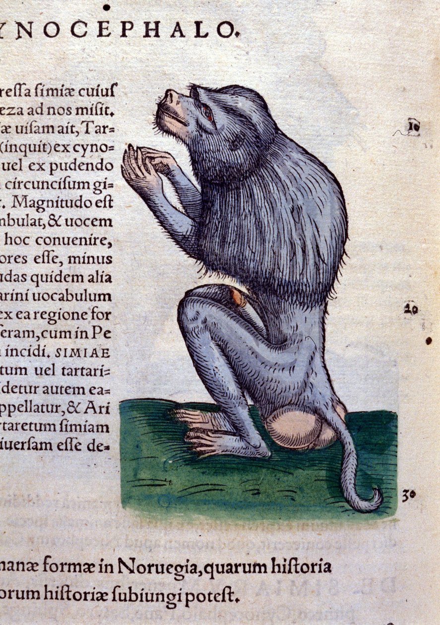 O babuíno depois de Historiae animalium por Konrad Gesner, Tiguri de Unknown artist