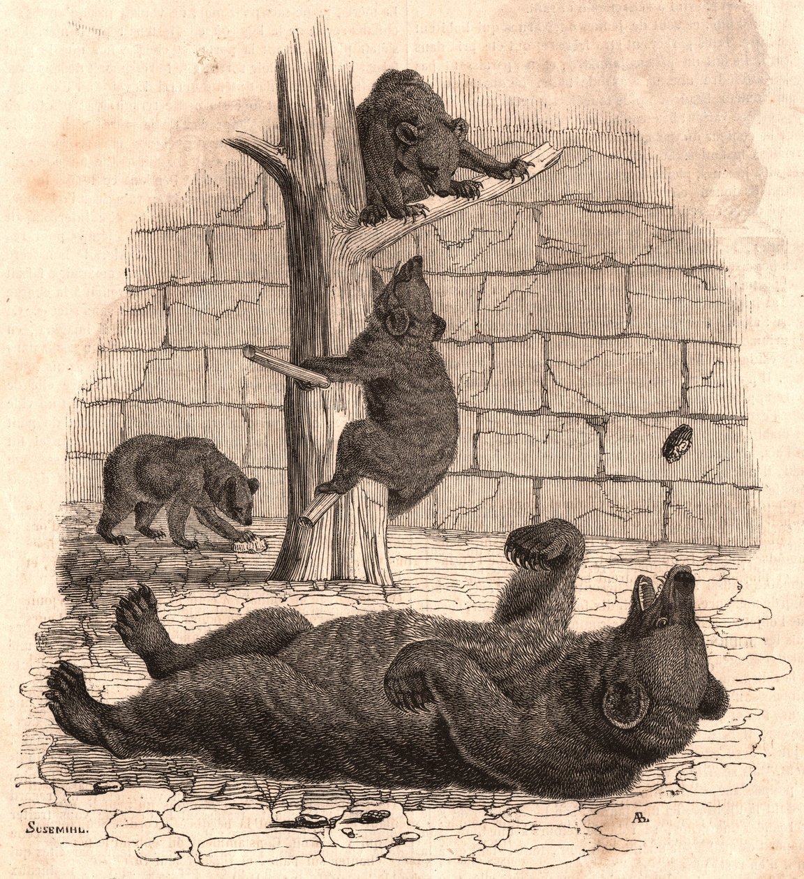 O poço do urso do Museu de História Natural: urso nas costas agarrando um pedaço de carne, dois ursos brincando em uma árvore e outro comendo de Unknown