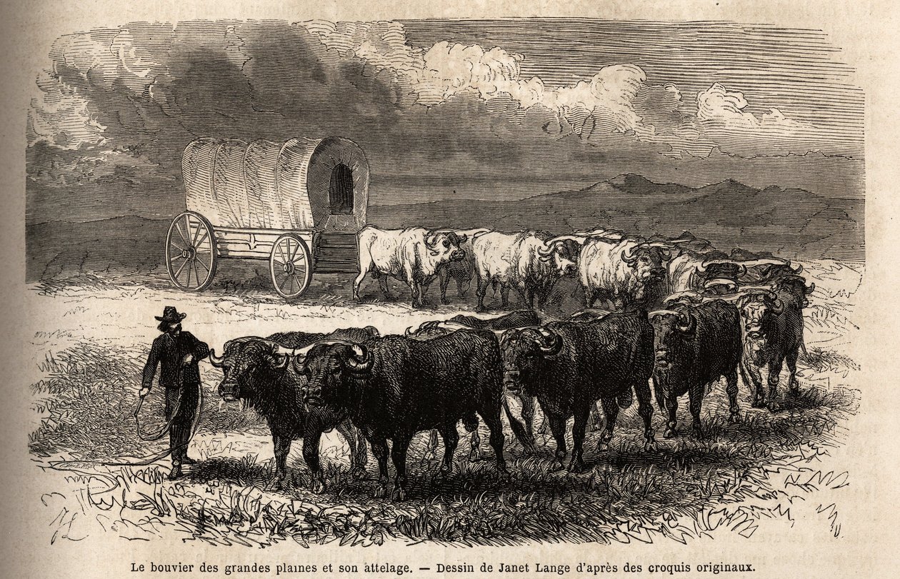 A grande planície boi e o seu engate. Engravure pour illustration le voyage au far west americain, de M. L. Simonin, em 1867, publicado no "Le tour du monde, nouveau journal des voyages", editado por Edouard Charton de Unknown artist
