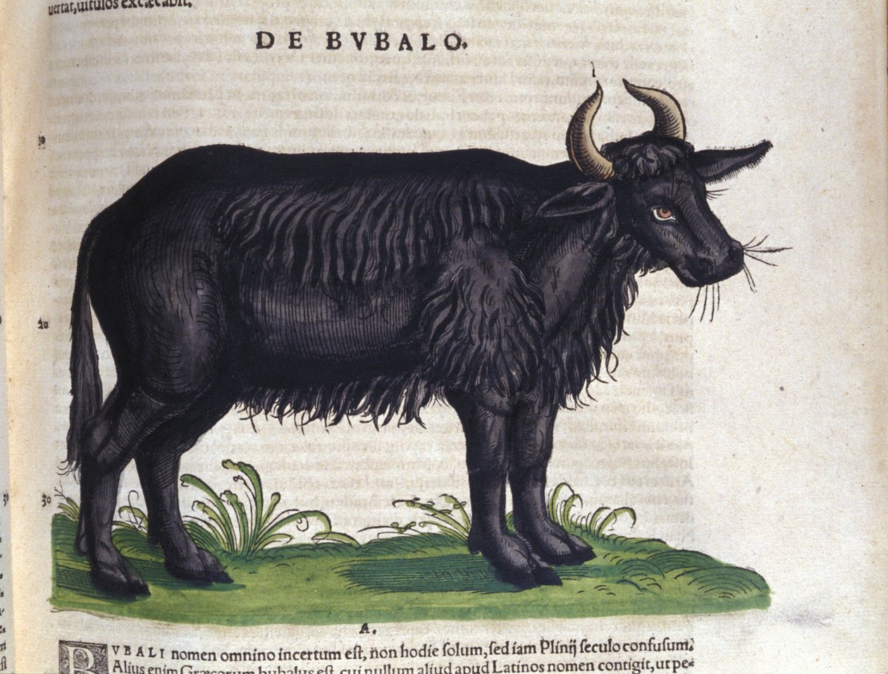 O búfalo depois de Historiae animalium por Konrad Gesner, Tiguri de Unknown artist