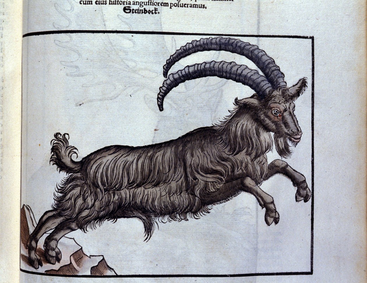 O capricórnio depois de Historiae animalium por Konrad Gesner, Tiguri de Unknown artist