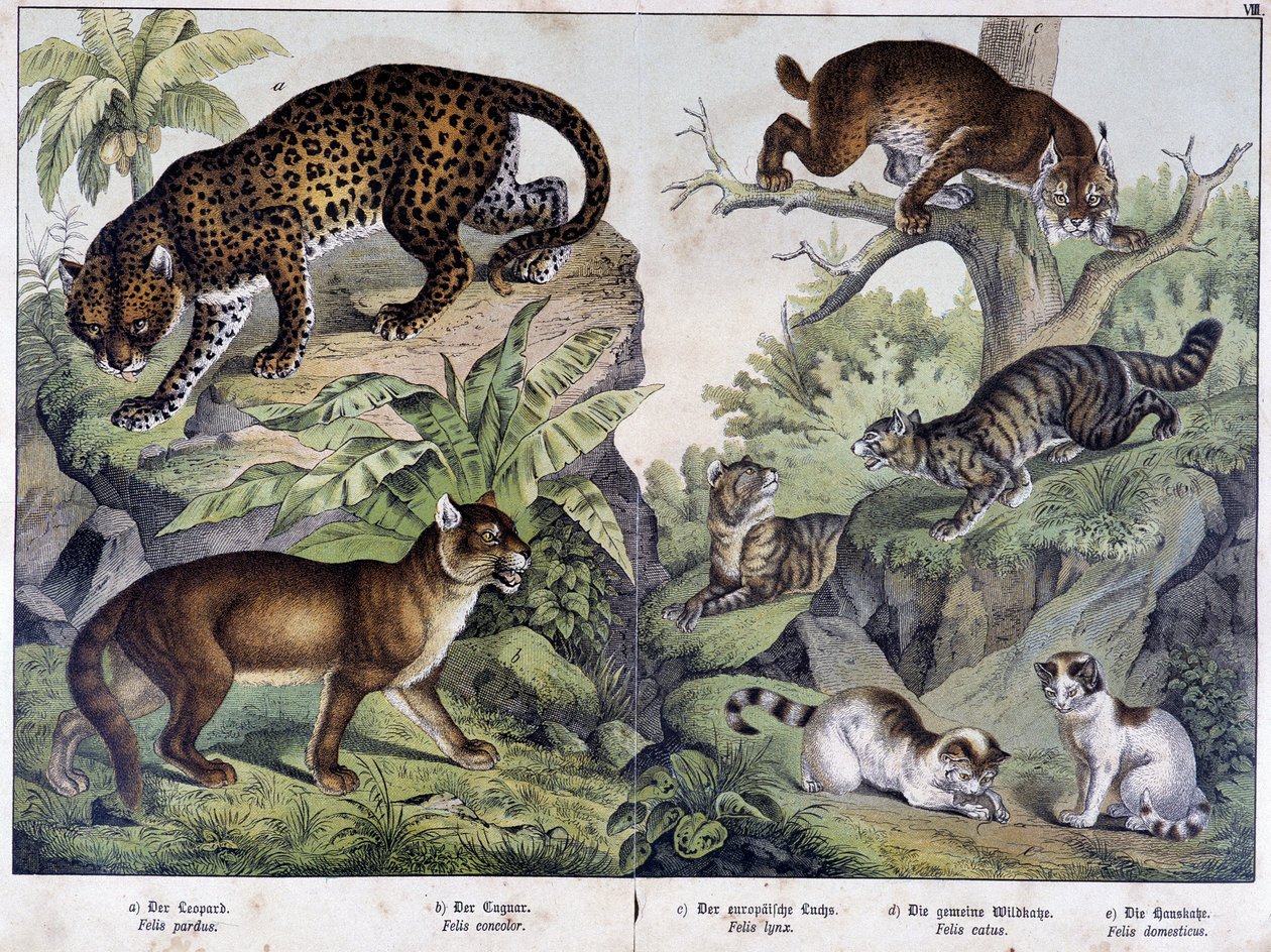 Os gatos: Leopardo, puma, lince (superior esquerdo), gato selvagem (direito, meio), gato doméstico - em "Histórias naturais de mamíferos", ed. Schreiber de Unknown artist