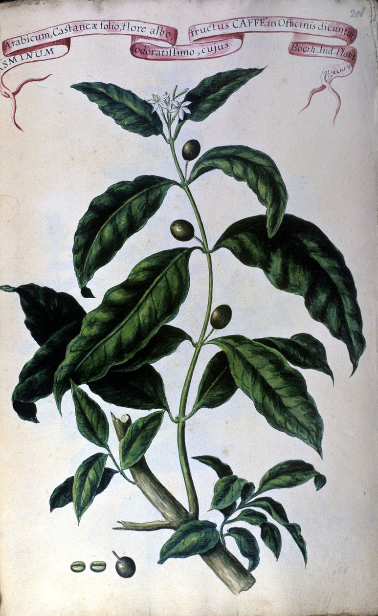 O cafeeiro. O herbário do século XIX. de Unknown artist