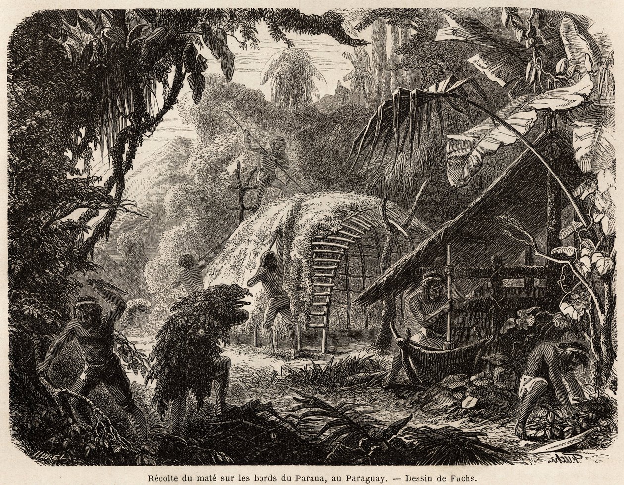 A coleção de mate nas margens do Paraná, a infusão desta folha aromática é a habitual bebida sul-americana, desenhada por Fuchs, para ilustrar a viagem ao Paraguai, de 1844 a 1847, pelo Dr. Alfred Demersay. Gravura em "Le tour du monde". de Unknown artist