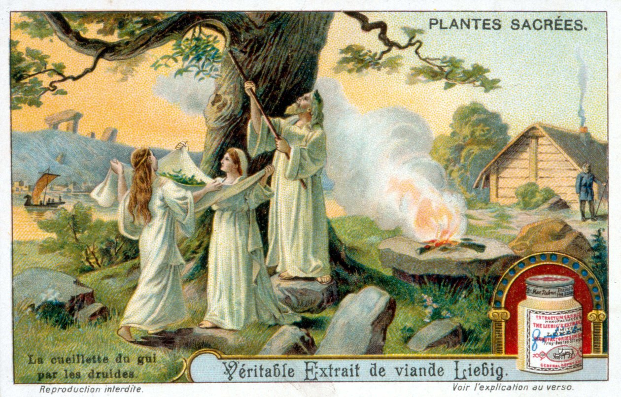 A coleção de visco pelos druidas - rótulo publicitário Liébig. Cromolihtographia do século XIX de Unknown artist