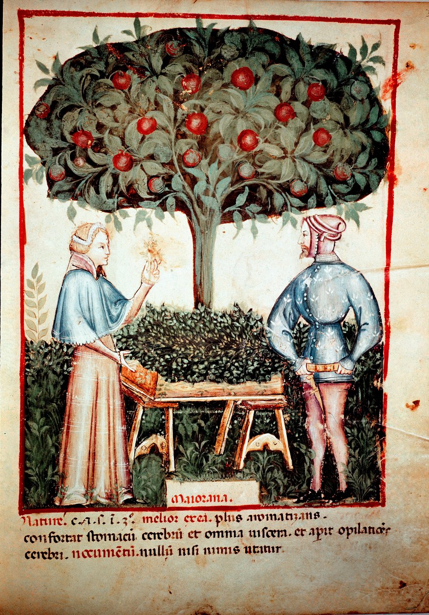 A recolha da Manjerona Iluminura da ordenha de medicamentos e dietética "Tacuinum sanitatis" após a ordenha de medicamentos "Kitabtaqwim as-sihha" de Ibn Butlan de Unknown artist