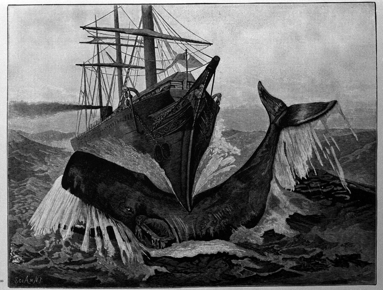 A colisão entre um barco e uma baleia adormecida. de Unknown artist