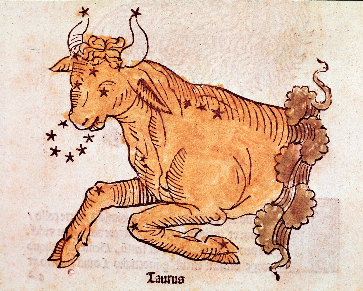 A constelação do touro Detalhe vem de "Poeticon astronomicon" atribuído ao historiador romano Hyginus (Gaius Julius Hyginus) (século I a.C.) (Bull constellation, from "Poeticon astronomicon" atribuído a Hyginus (século I a.C.)) 1482 Ven de Unknown artist