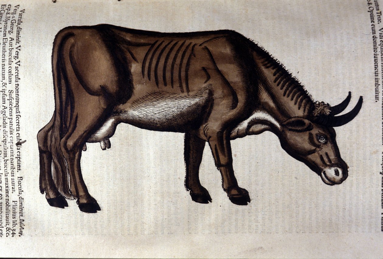 A vaca depois de Historiae animalium por Konrad Gesner, Tiguri de Unknown artist