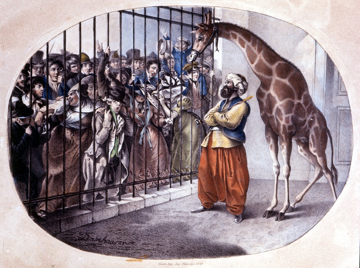 A multidão curiosa correu para ver uma girafa atrás de um portão. Litografia de Danhaaren. 1829 de Unknown artist