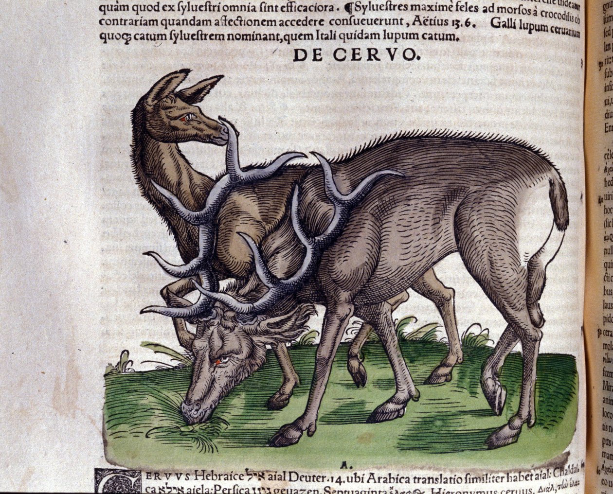 O veado depois de Historiae animalium por Konrad Gesner, Tiguri de Unknown artist