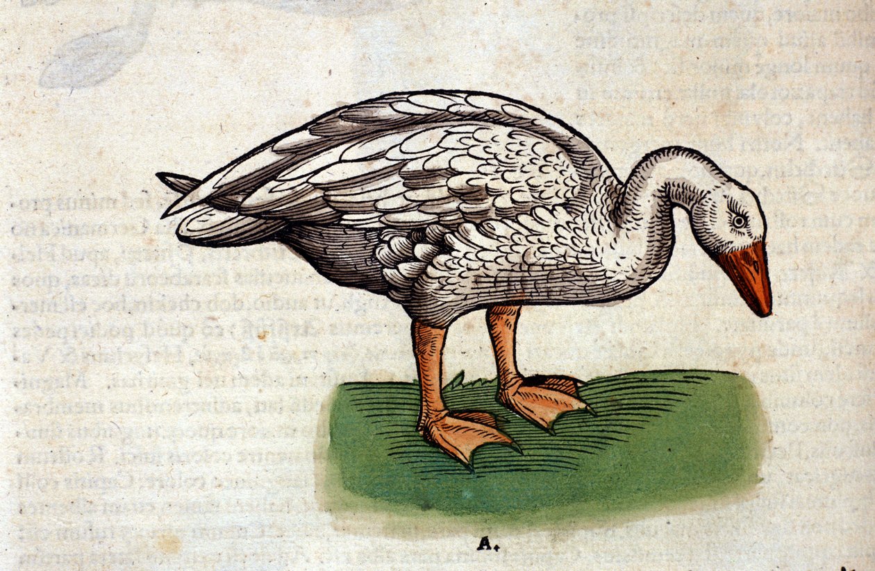 O ganso doméstico depois de Historiae animalium por Konrad Gesner, Tiguri de Unknown artist