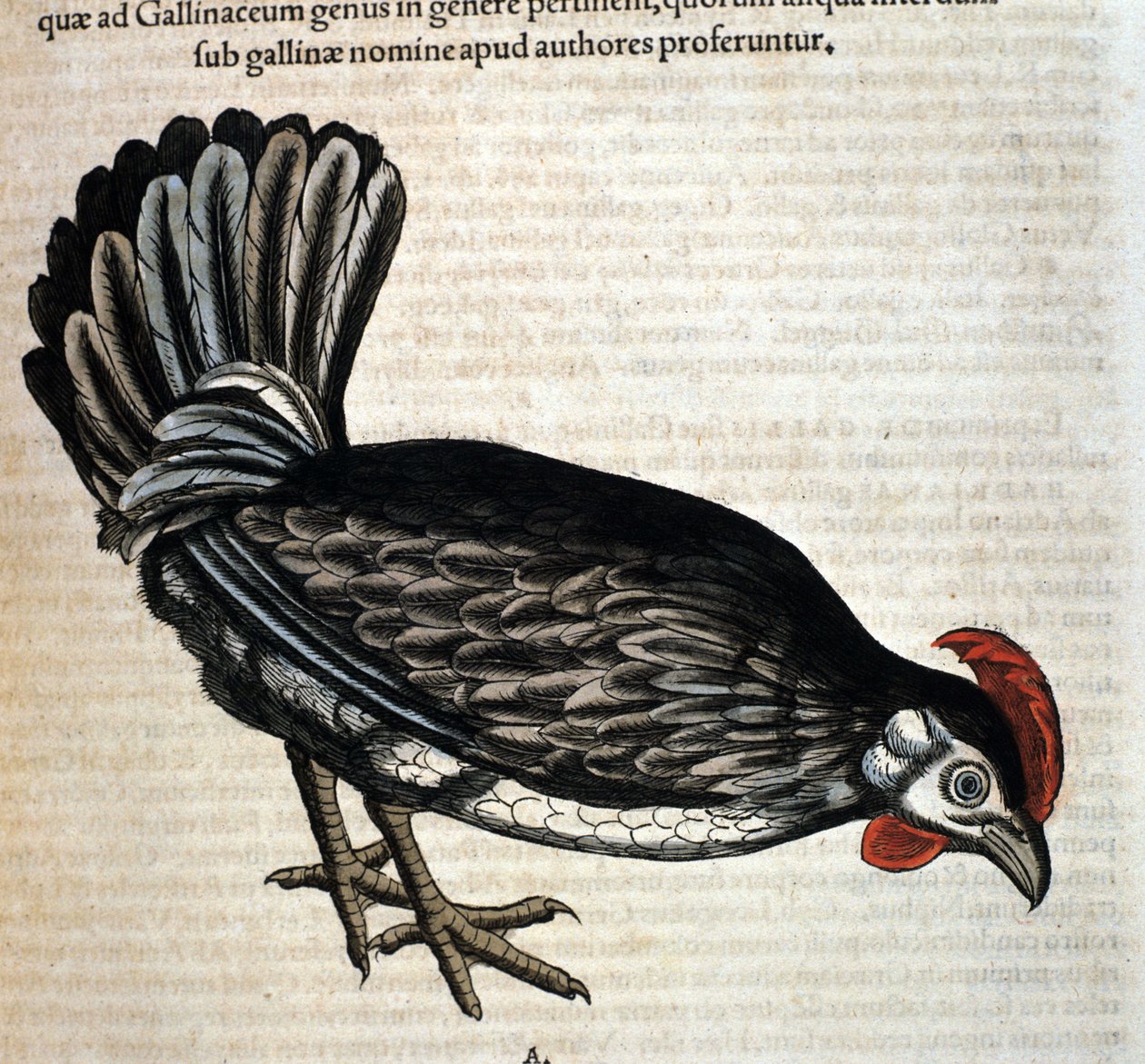 A galinha doméstica depois de Historiae animalium por Konrad Gesner, Tiguri de Unknown artist