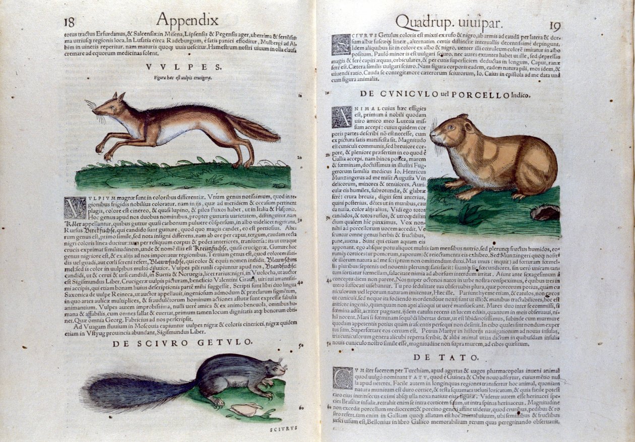 A dupla página de roedores em Historia Animalium de Conrad Gesner (1516 - 1565), Tiguri de Unknown artist