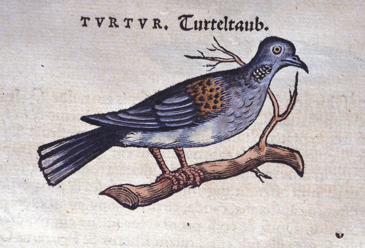 A pomba - de Historiae animalium de Konrad Gesner, Tiguri de Unknown artist