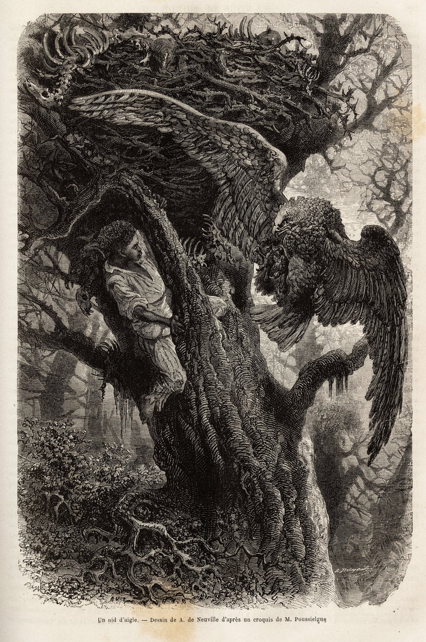 A águia protegendo o seu ninho do intruso. Gravura para ilustrar a história Quatre mois en Florida, de M. Pousselgue, em 1851-1852, publicada em "le tour du monde", sob a direção de D