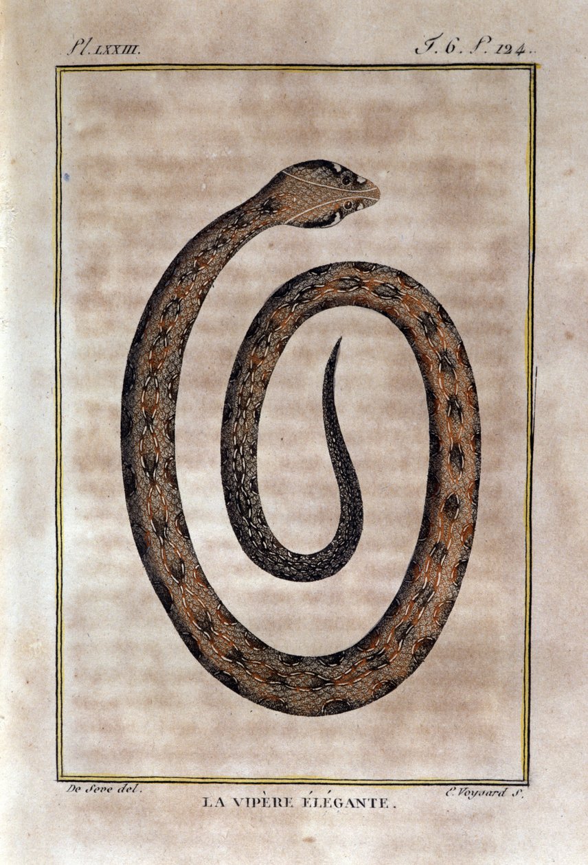 A víbora elegante. Placa retirada de uma traição da História Natural das "Obras de Buffon" pelo naturalista Georges Louis Leclerc, Conde de Buffon (1707 - 1788). Século XIX de Unknown artist