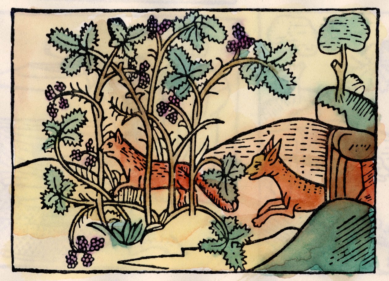 A raposa e as uvas. Fábula de Asop (gravura do século XVI) de Unknown artist