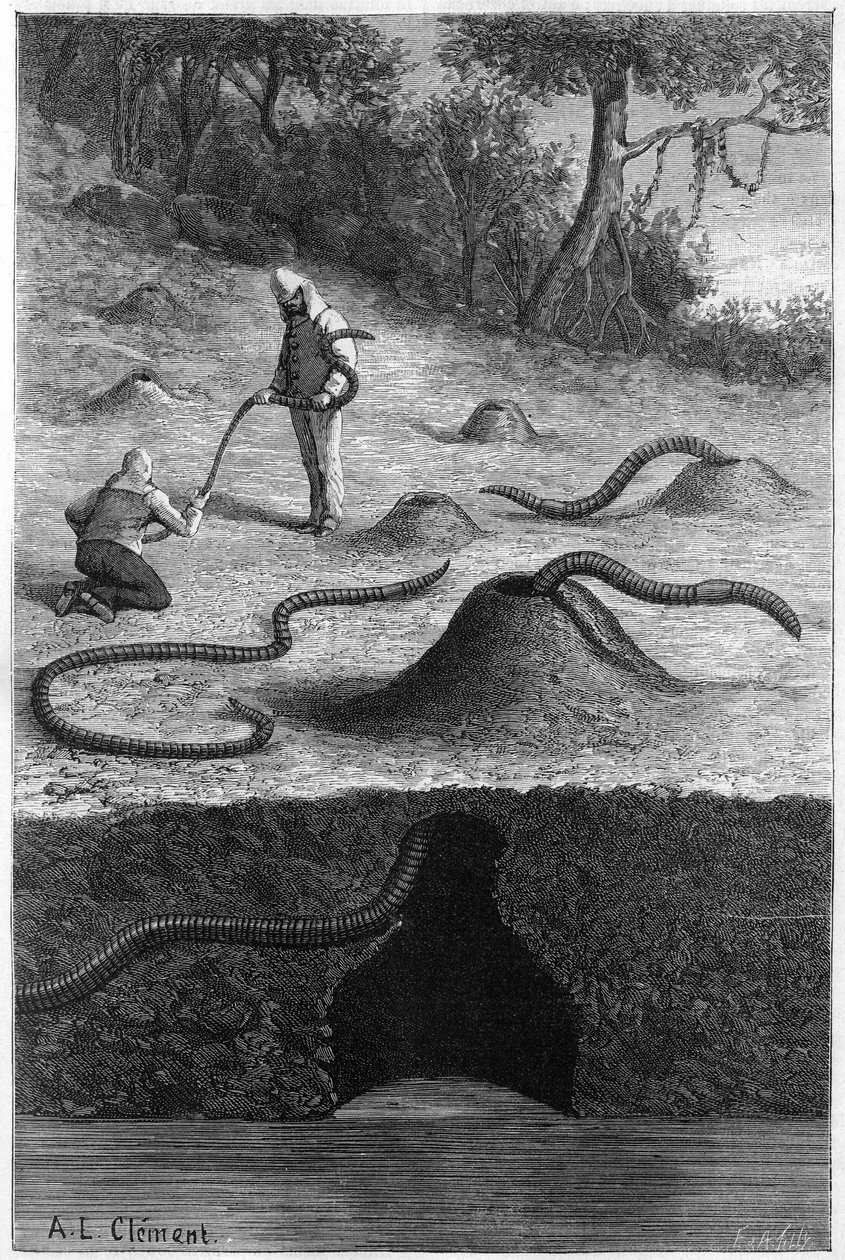 A gigantesca minhoca terrestre da Austrália: "Megascolides australis". Gravura em "La Nature: Revue des sciences et de leurs applications aux arts et a l