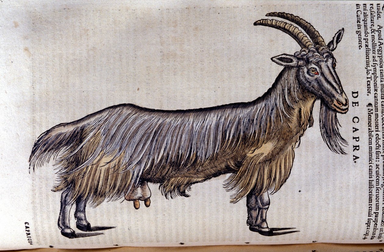 O bode depois de Historiae animalium por Konrad Gesner, Tiguri de Unknown artist