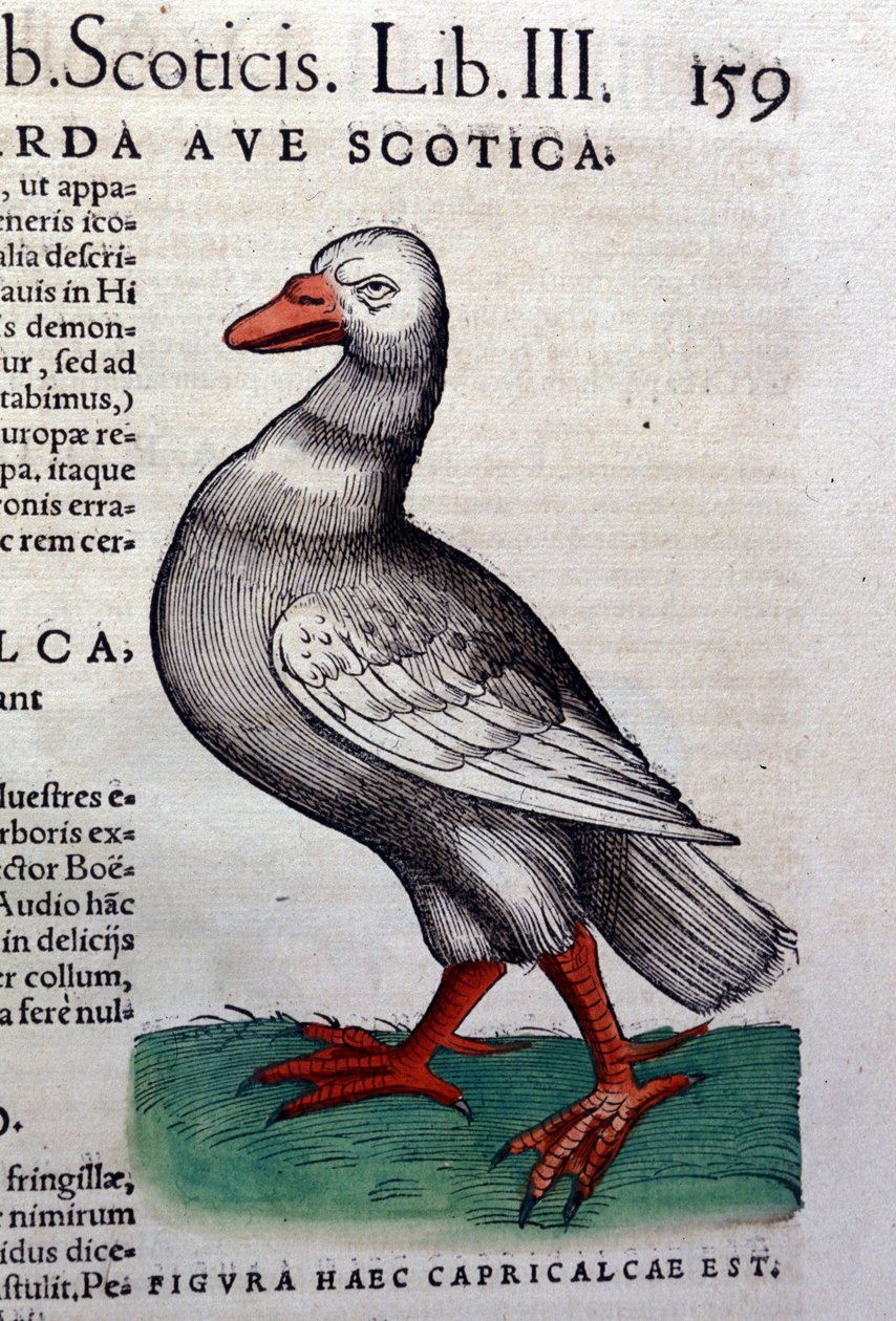 O ganso após Historiae animalium por Konrad Gesner, Tiguri de Unknown artist