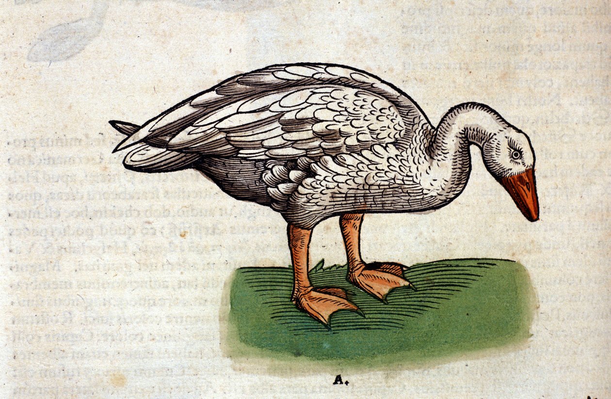 O ganso depois do Historia Animalium de Conrad Gesner, Tiguri 1560. Biblioteca nazionale Braidense. Milão de Unknown artist