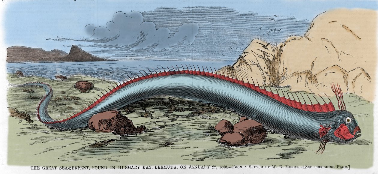 A grande cobra marinha encontrada na Baía da Hungria nas Bermudas em 22/01/1860. Ilustração do "Harper