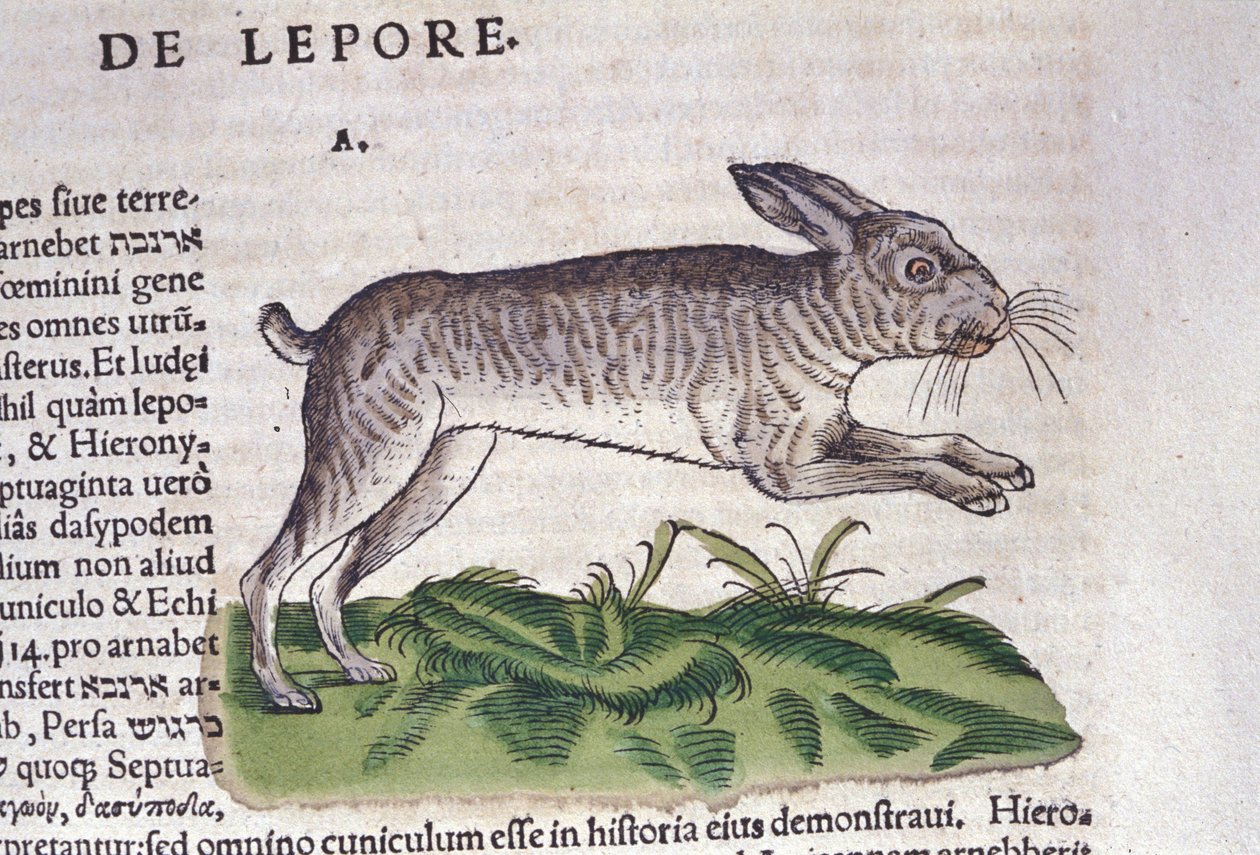 A lebre depois do Historia Animalium de Conrad Gesner, Tiguri 1560. Biblioteca nazionale Braidense. Milão de Unknown artist