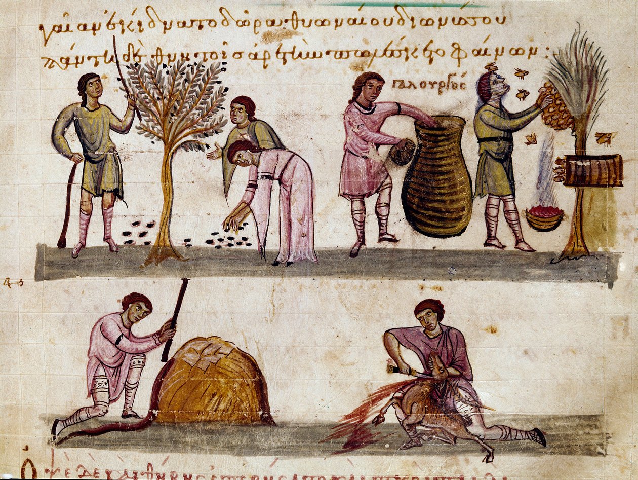 A colheita da azeitona, a produção de mel e o abate do cordeiro Miniatura da ordenha de caça "The Cynegetics" de Oppian (Oppian ou Oppianus) da Síria (século III d.C.) dedicada a Caracalla. Veneza do século XI. Biblioteca Marciana de Unknown artist