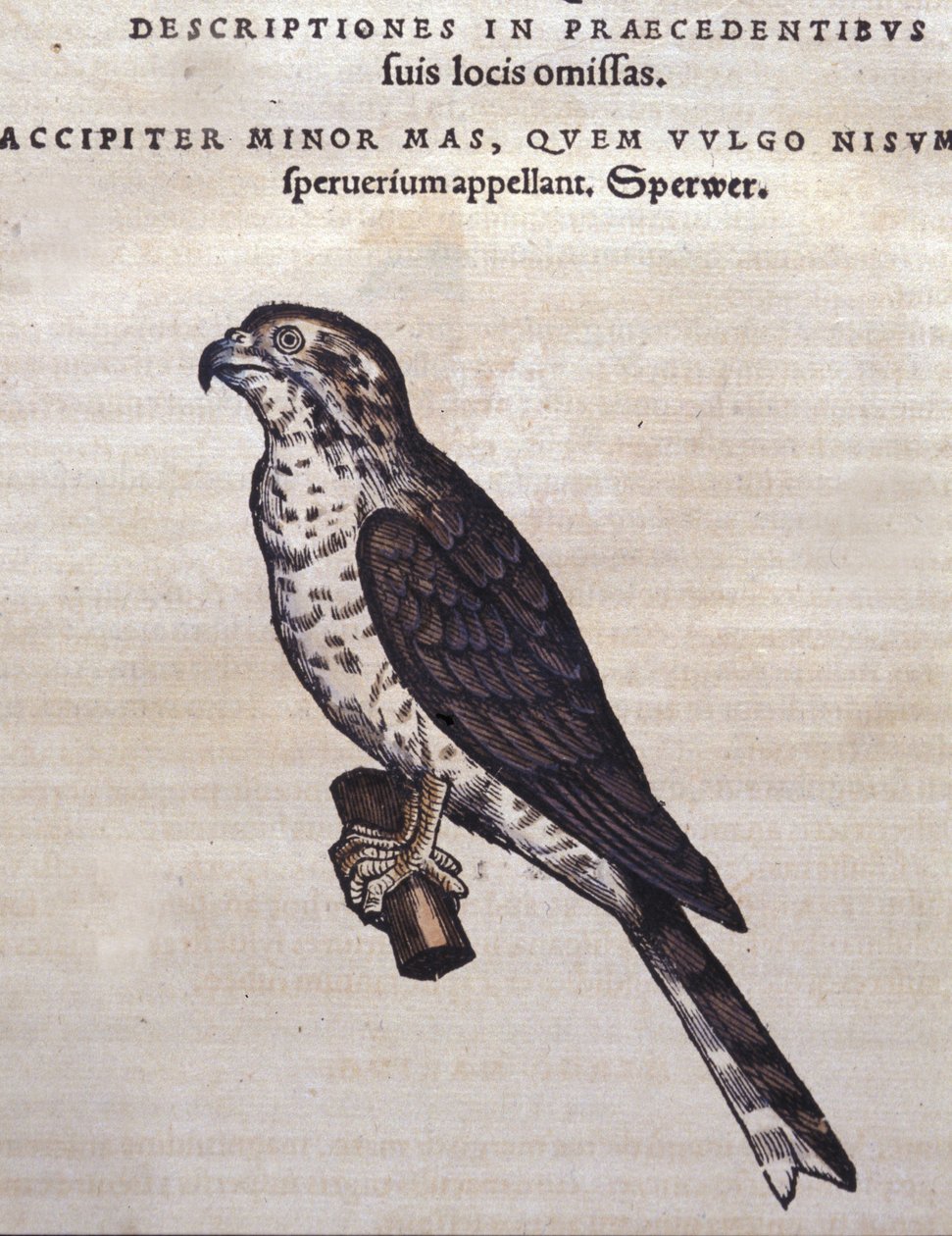 O falcão após o Historia Animalium de Conrad Gesner, Tiguri 1560. Biblioteca nazionale Braidense. Milão de Unknown artist