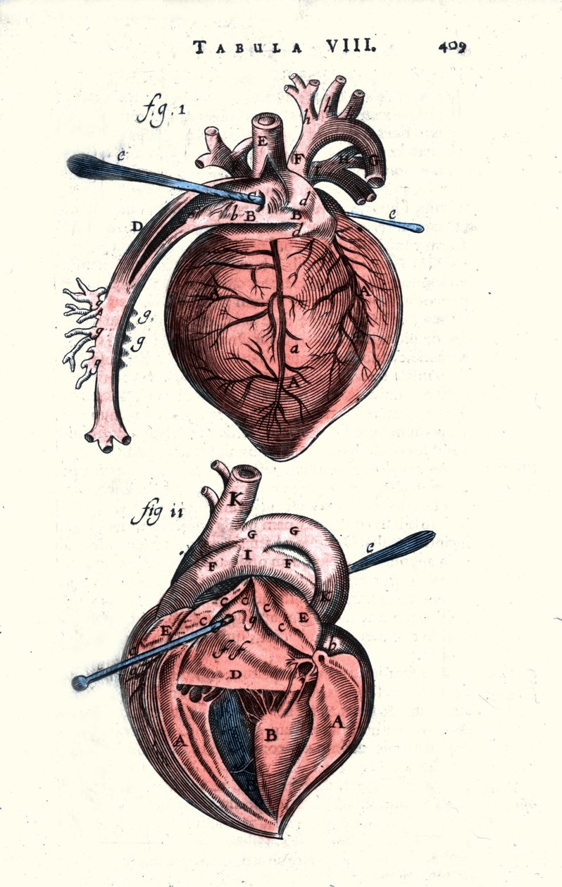 O coração. Anatomia após "Anathomy" de Erasmus Bartholinus (Erasmus Bartholinus) (1625 - 1698) Médico e físico dinamarquês. Século XVII de Unknown artist
