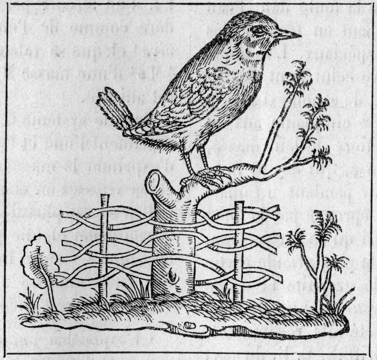 O rei. (Depois de Pierre Belon de Unknown artist