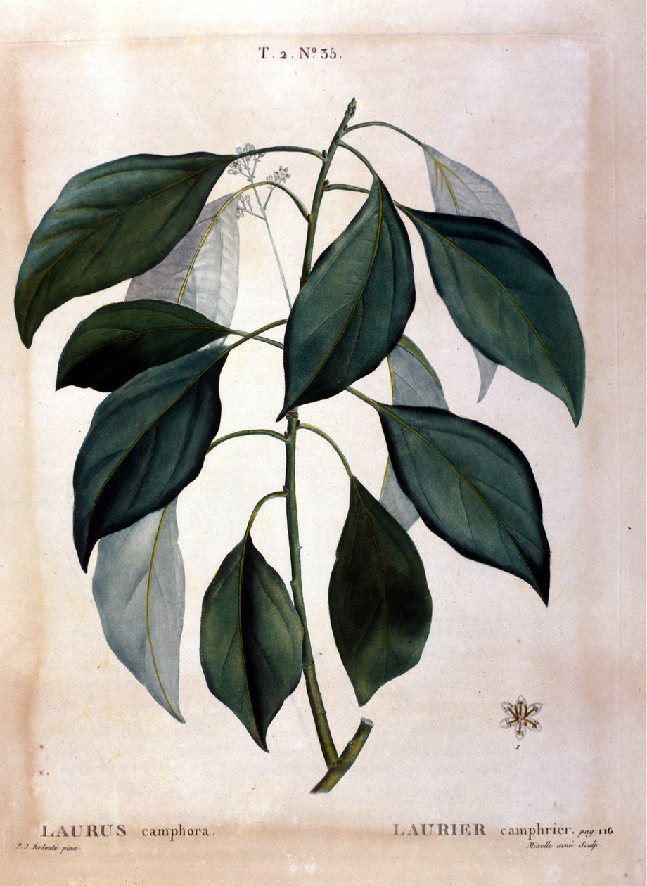 O louro: cânfora. O herbário do século XIX. de Unknown artist