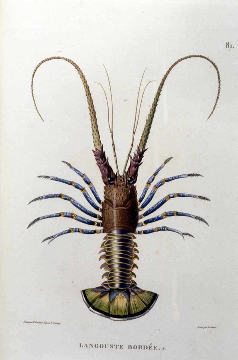 A lagosta. Século XIX. de Unknown artist