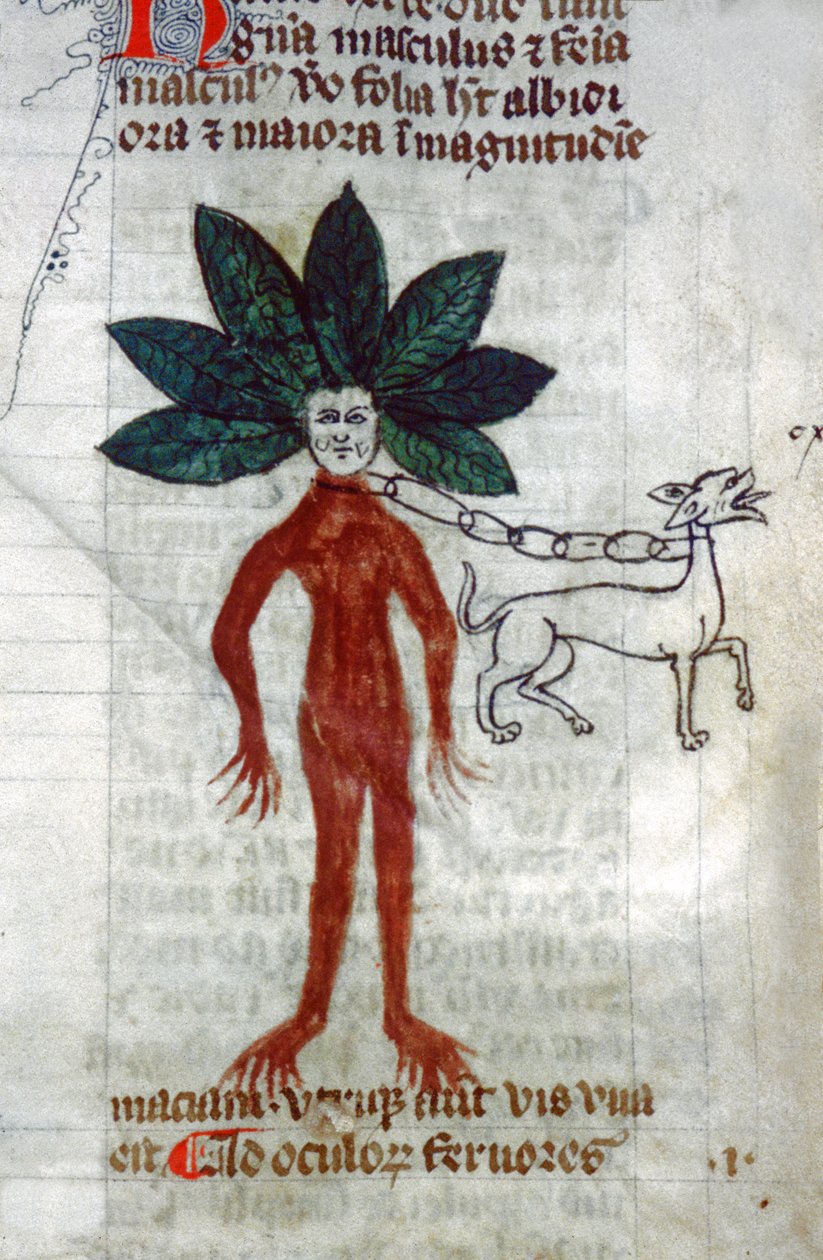 A mandrágora. Século XV (miniatura) de Unknown artist