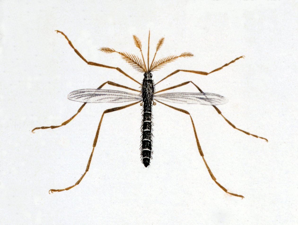 O mosquito. Quadro de história natural. Século XIX. de Unknown artist