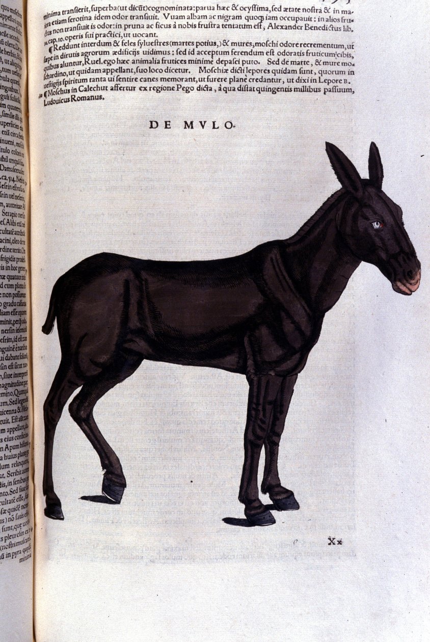O tainha após Historiae animalium por Konrad Gesner, Tiguri de Unknown artist